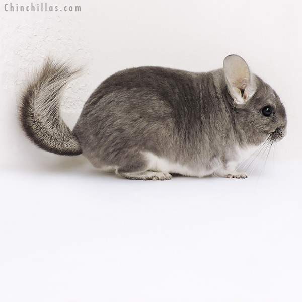 18170 Large Blocky Premium Production Quality Violet Female Chinchilla