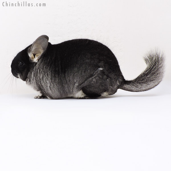 18169 Large Premium Production Quality Black Velvet Female Chinchilla