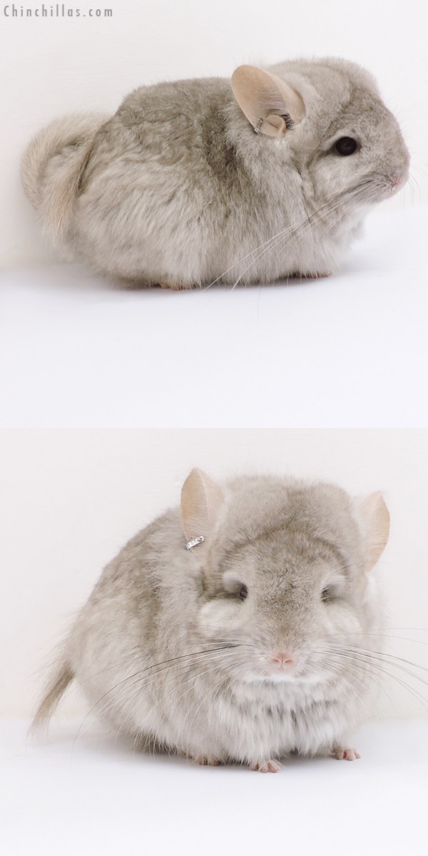 18172 Exceptional Beige  Royal Persian Angora Female Chinchilla