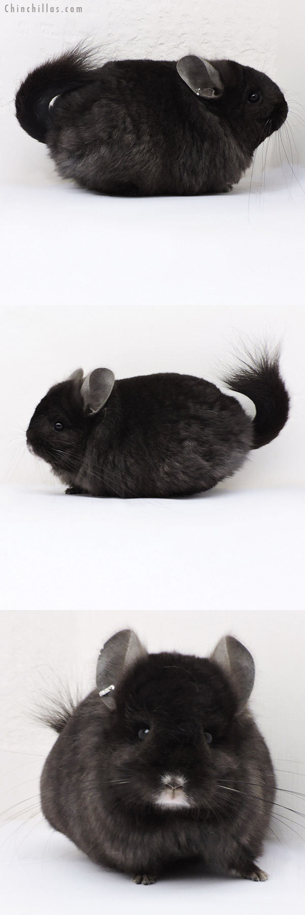 18175 Exceptional Ebony  Royal Persian Angora Female Chinchilla