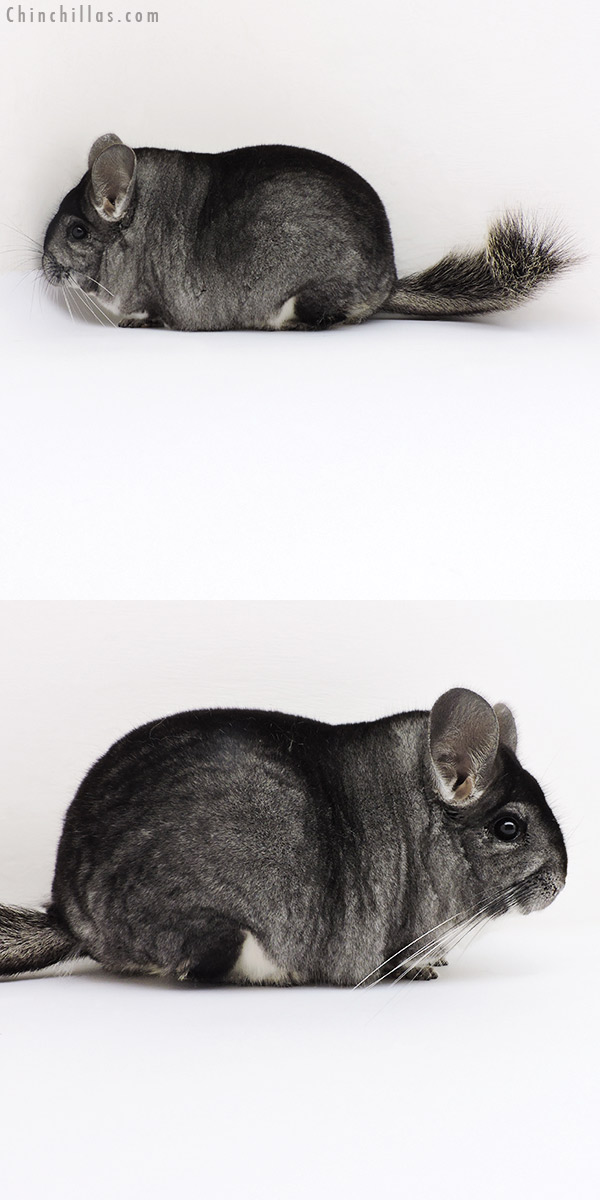 18180 Blocky Premium Production Quality Standard Female Chinchilla