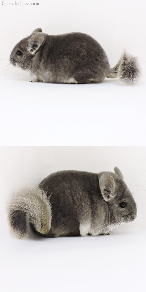 18181 Large Premium Production Quality Violet Female Chinchilla