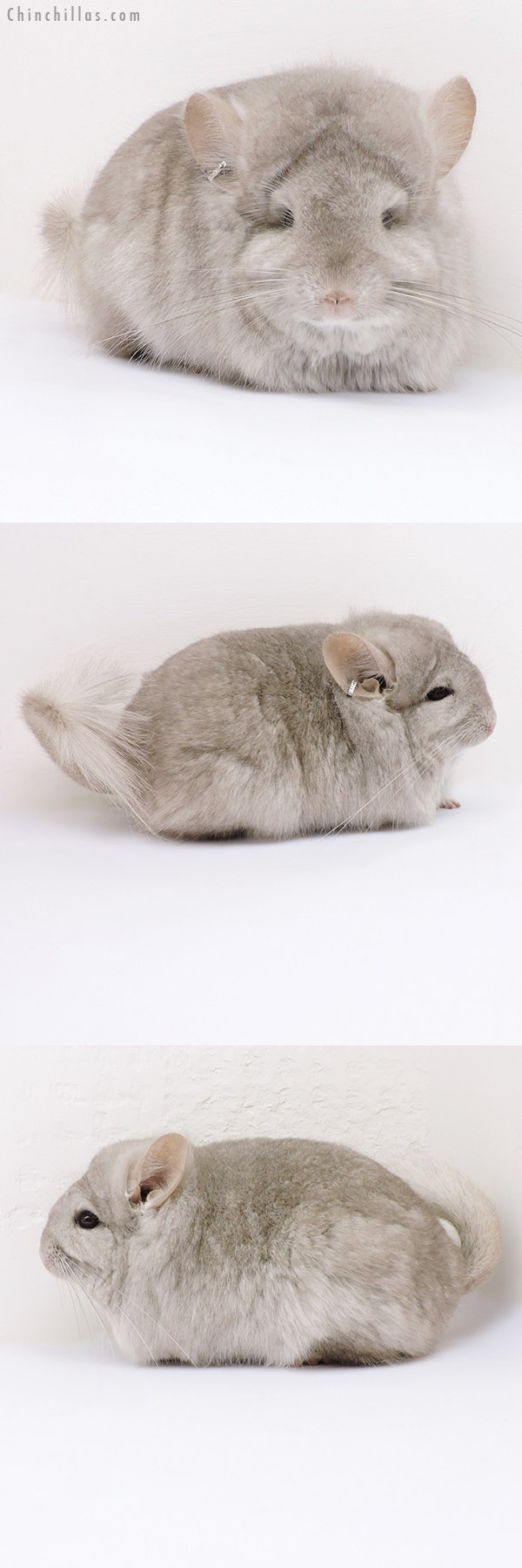 18173 Exceptional Beige  Royal Persian Angora Female Chinchilla