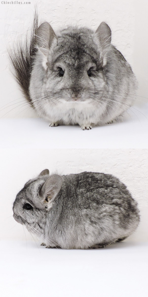 18174 Exceptional Standard ( Violet Carrier )  Royal Persian Angora Female Chinchilla