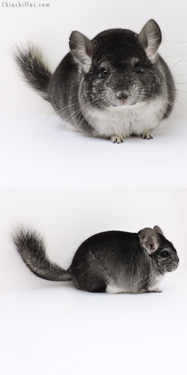 18185 Large Blocky Herd Improvement Quality Standard Male Chinchilla