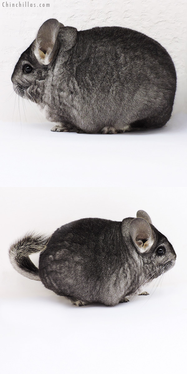 18171 Large Blocky Premium Production Quality Standard Female Chinchilla