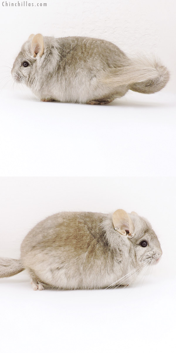 18188 Beige  Royal Persian Angora Male Chinchilla with Lion Mane