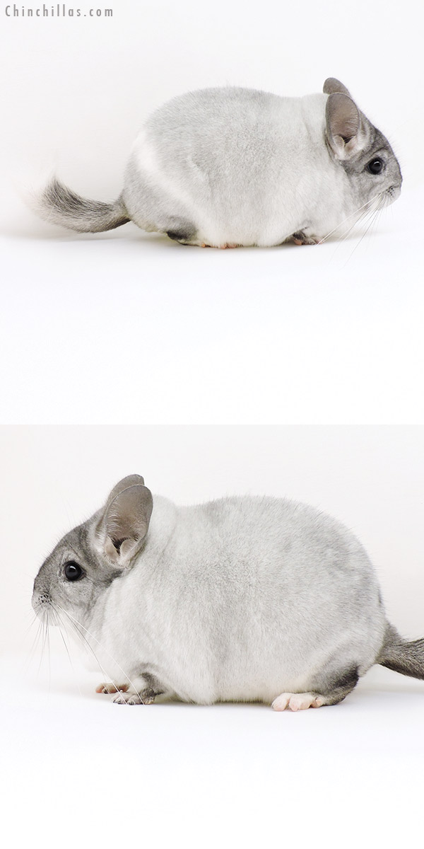 18193 Large Blocky Premium Production Quality Silver Mosaic Female Chinchilla