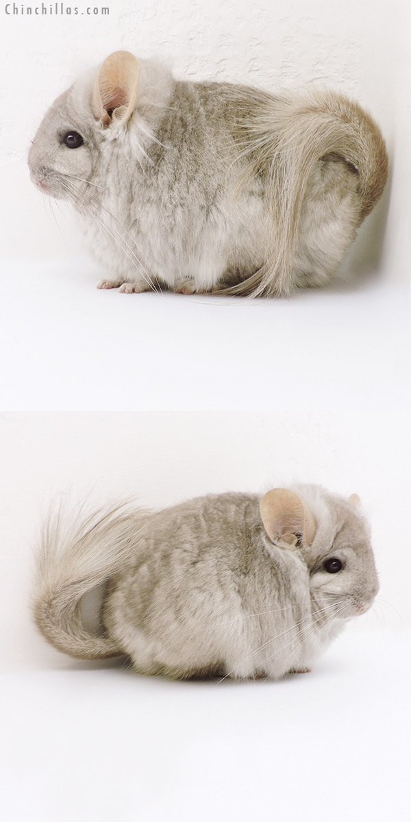 18179 Exceptional Beige  Royal Persian Angora Female Chinchilla with Lion Mane