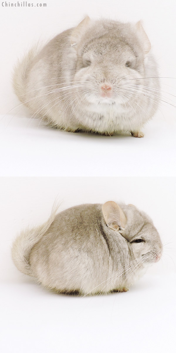 18187 Beige  Royal Persian Angora Male Chinchilla