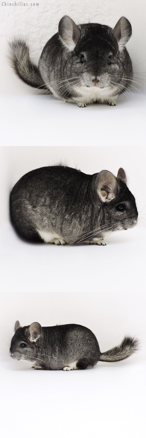 18183 Blocky Premium Production Quality Standard Female Chinchilla