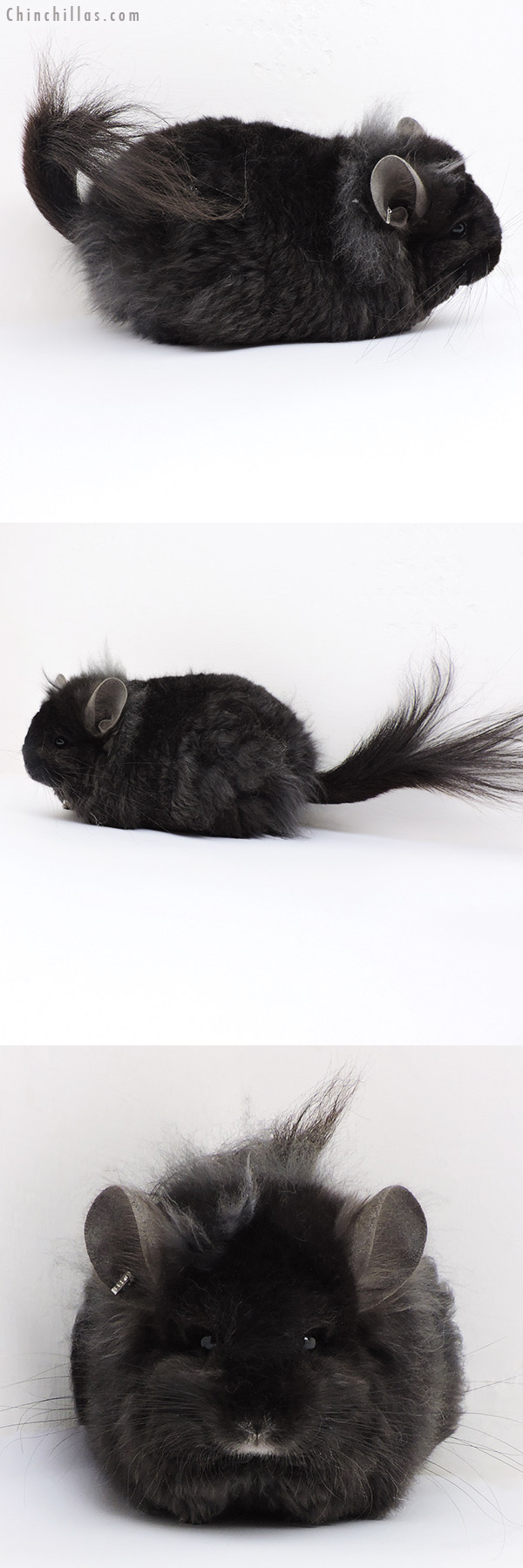 18176 Exceptional Ebony G2  Royal Imperial Angora Female Chinchilla with Lion Mane