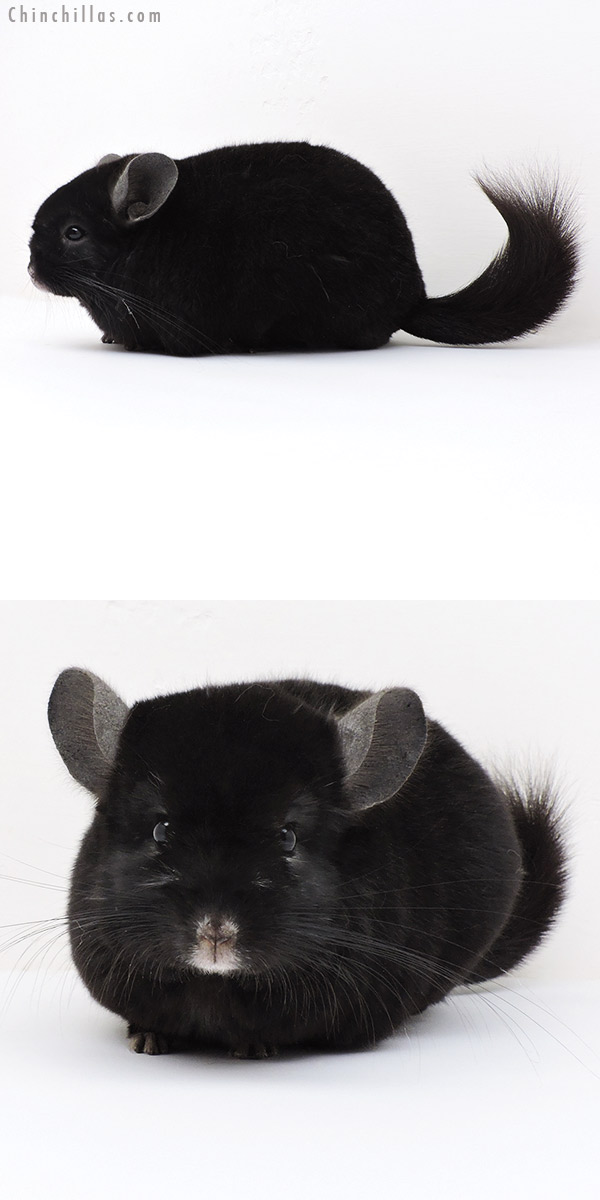 18196 Brevi Type Show Quality Ebony Female Chinchilla