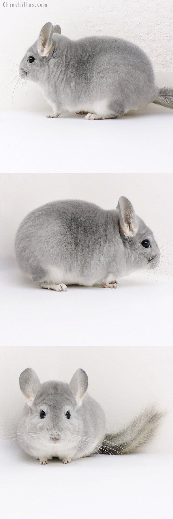 18194 Show Quality Blue Diamond Female Chinchilla