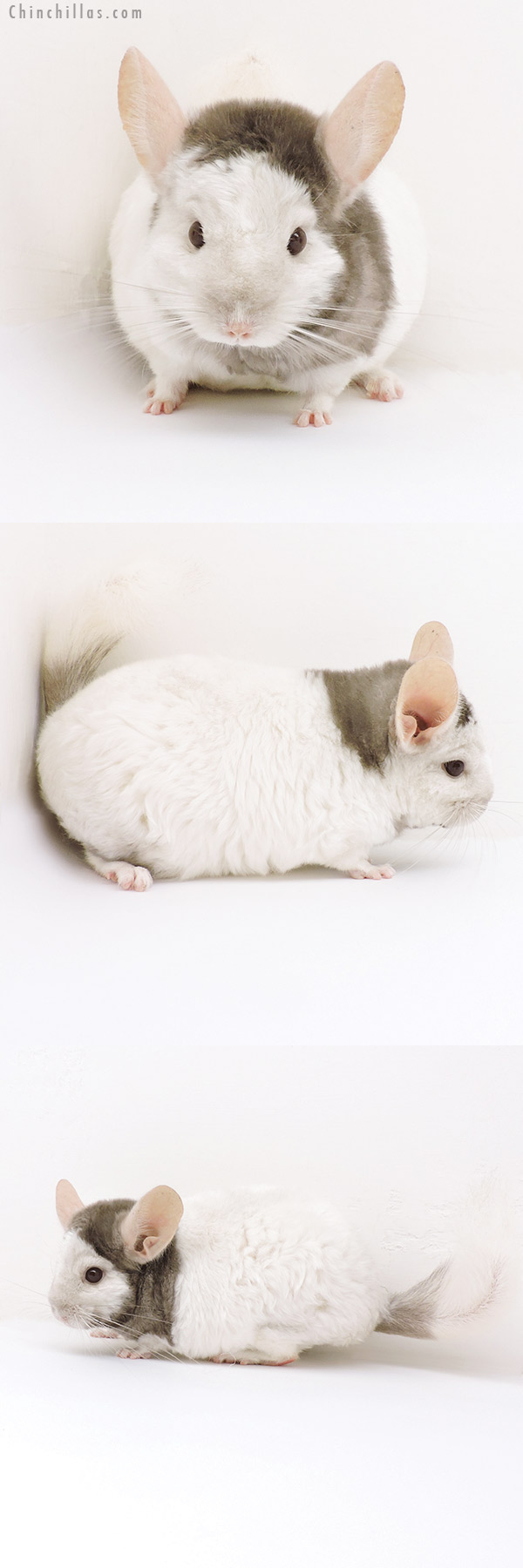 18195 Extreme Tan and White Mosaic Locken Female Chinchilla