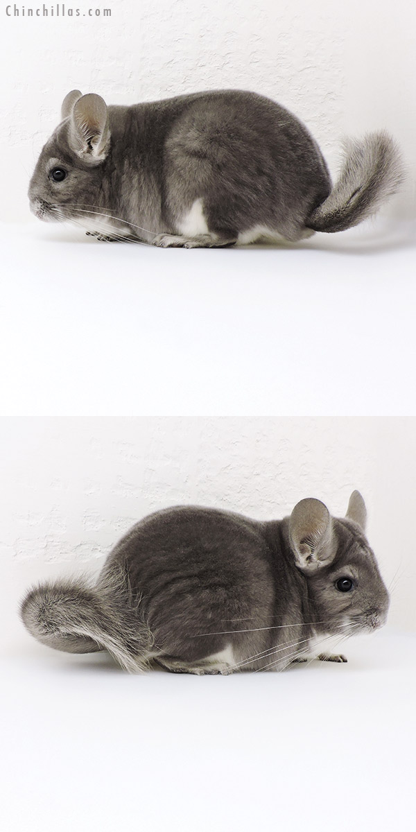 18191 Large Premium Production Quality Violet Female Chinchilla