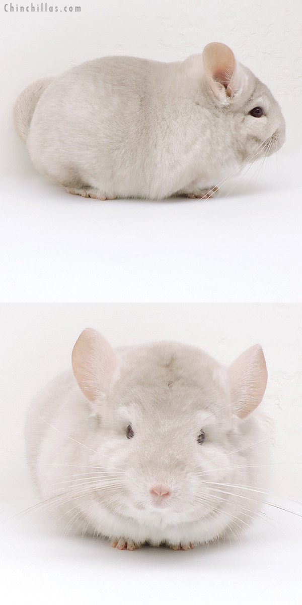 18198 Large Blocky Homo Beige Male Chinchilla