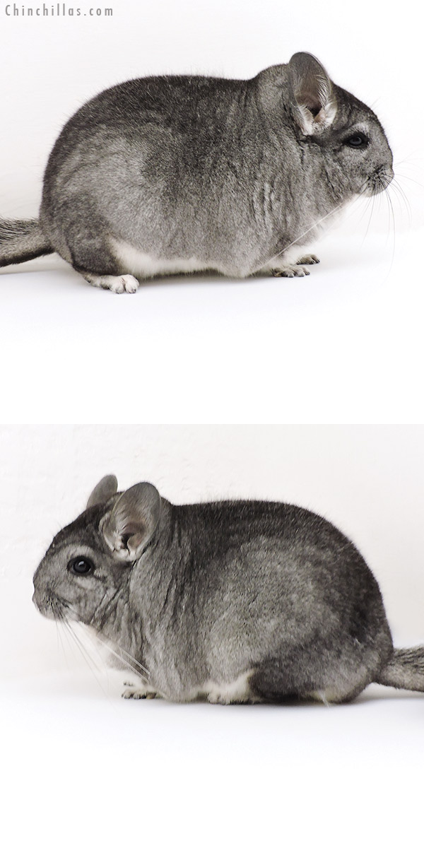 18200 Extra Large Blocky Premium Production Quality Standard Female Chinchilla