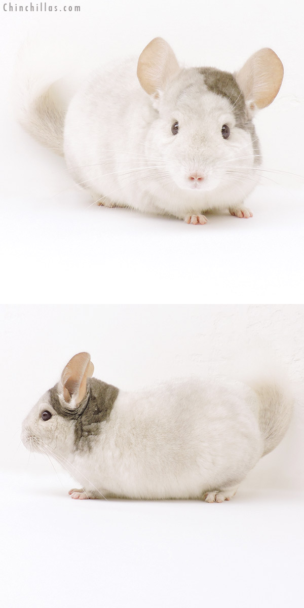 18199 Extreme Beige and White Mosaic Male Chinchilla