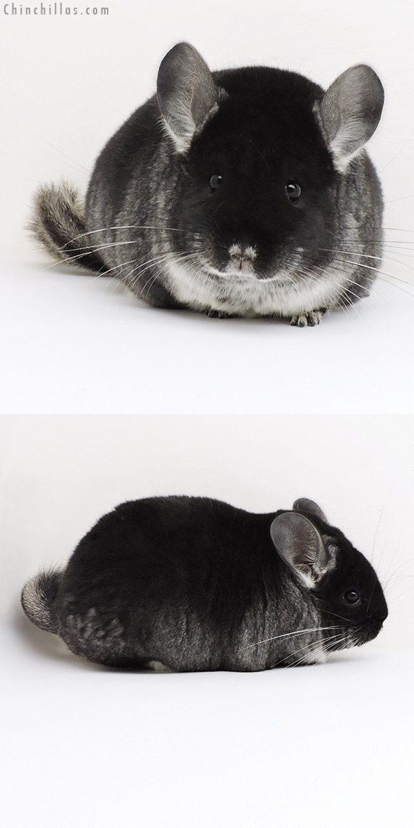 18197 Show Quality Black Velvet Female Chinchilla