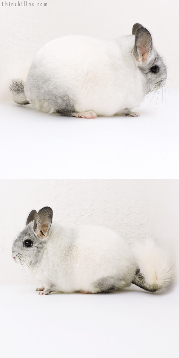 18182 Large Blocky Premium Production Quality White Mosaic Female Chinchilla