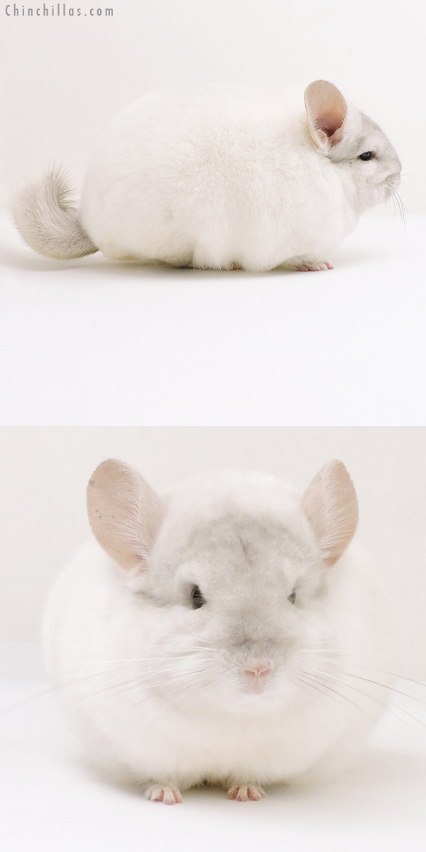 18205 Blocky Herd Improvement Quality Pink White Male Chinchilla