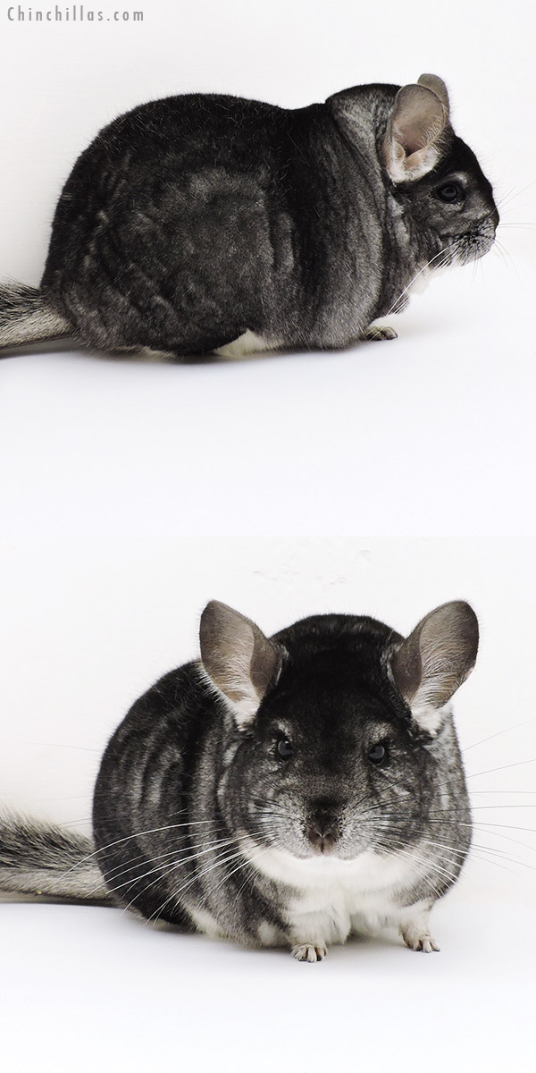 18201 Extra Extra Large Blocky Premium Production Quality Standard Female Chinchilla