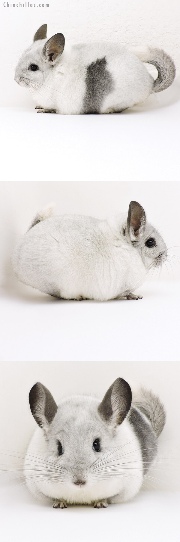 18203 Extra Large Unique White Mosaic ( Locken Carrier ) Female Chinchilla