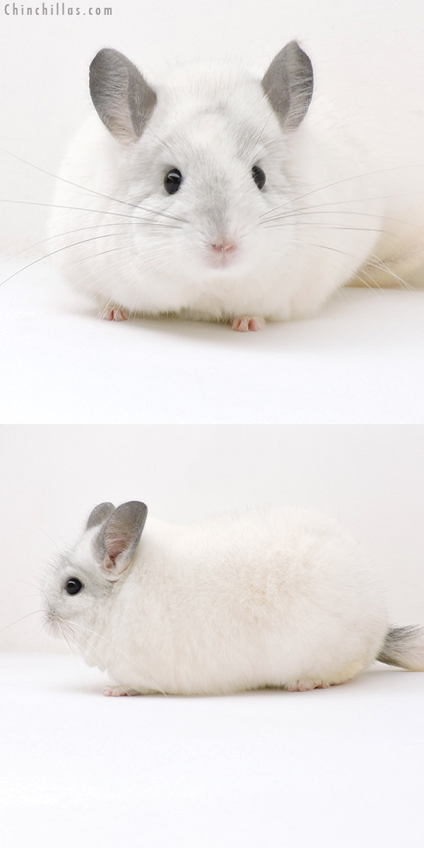 18207 Blocky Premium Production Quality White Mosaic Female Chinchilla