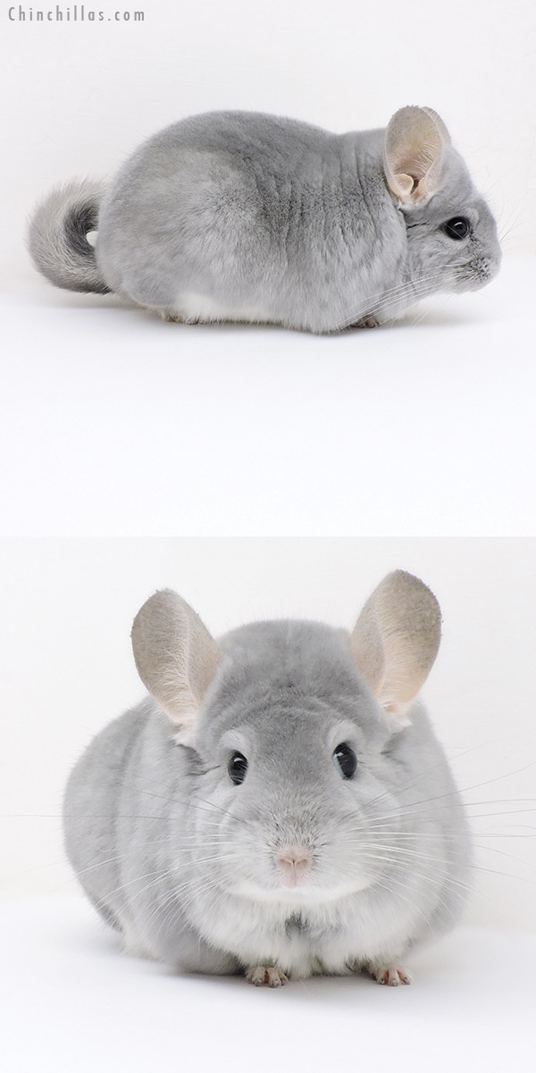 18211 Large Premium Production Quality Blue Diamond Female Chinchilla