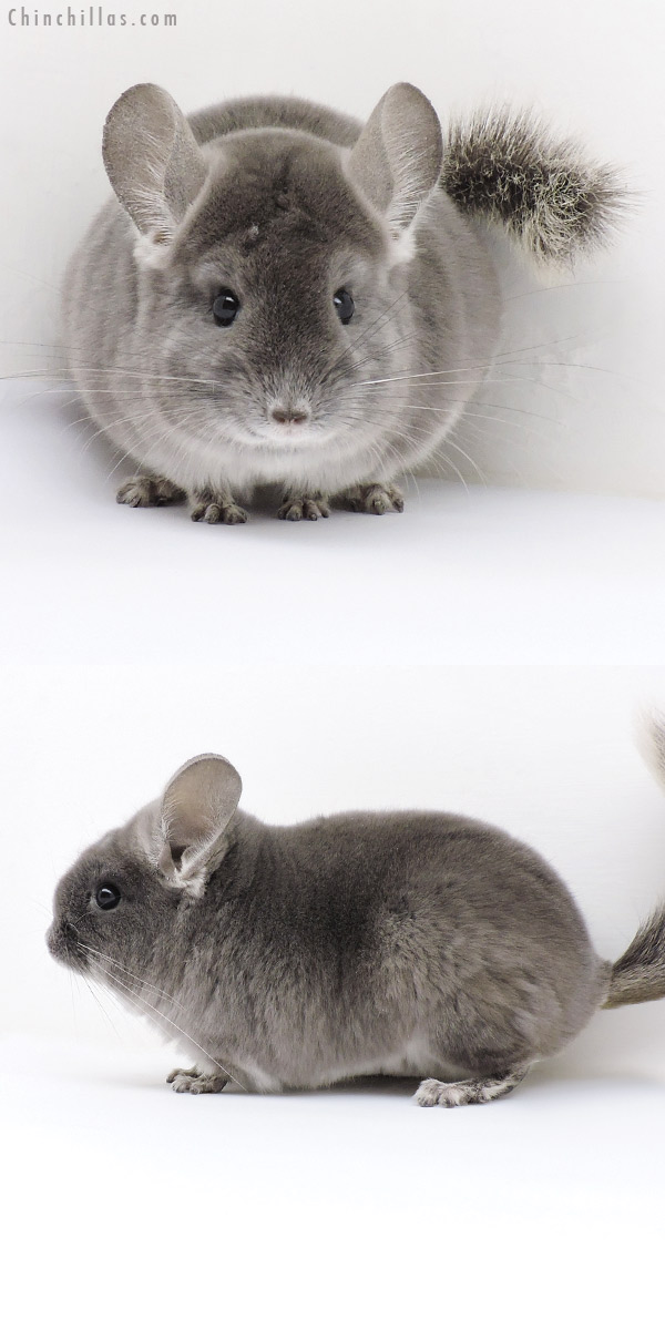 18209 Show Quality TOV Violet Female Chinchilla