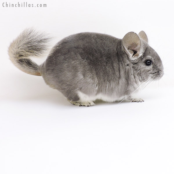 18210 Show Quality Violet Female Chinchilla