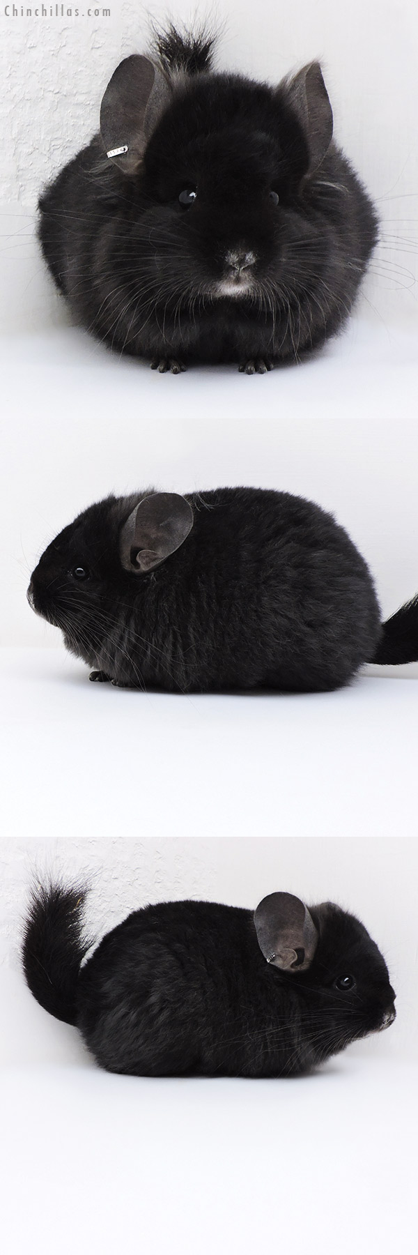 18017 Exceptional Ebony  Royal Persian Angora ( Locken Carrier ) Female Chinchilla