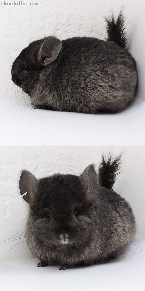 18220 Exceptional Brevi Type Ebony  Royal Imperial Angora Female Chinchilla