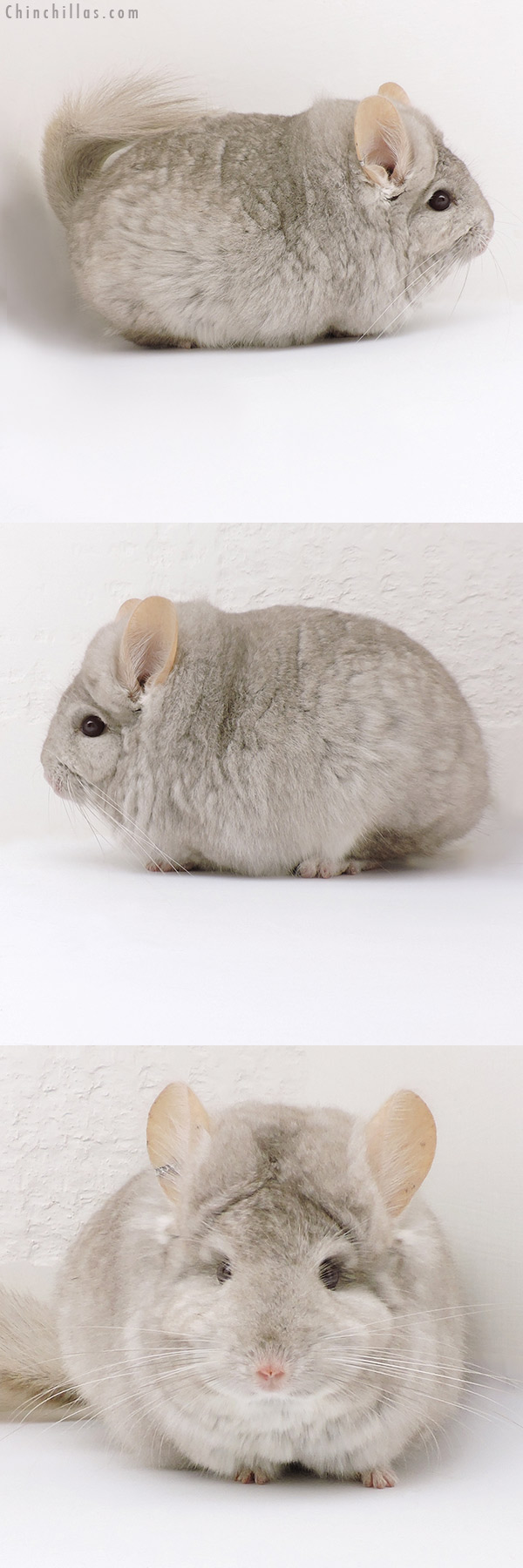 18222 Blocky Beige  Royal Persian Angora Male Chinchilla