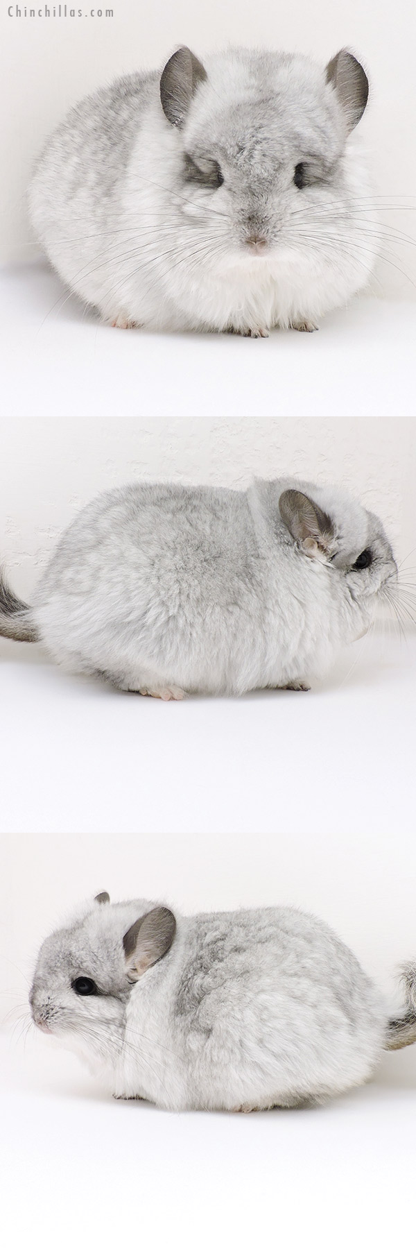 18243 Extra Large Exceptional Silver Mosaic G2  Royal Persian Angora Male Chinchilla