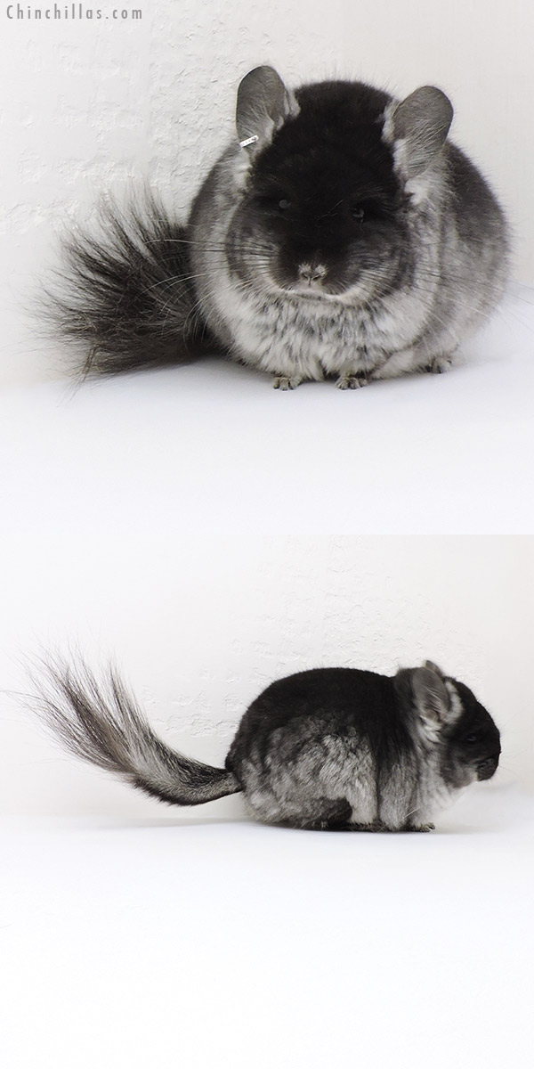 18219 Exceptional Brevi Type Black Velvet  Royal Persian Angora Female Chinchilla