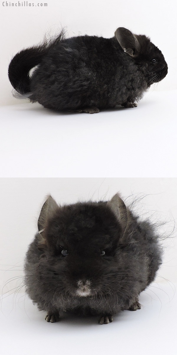 18221 Exceptional Ebony  Royal Imperial Angora Male Chinchilla