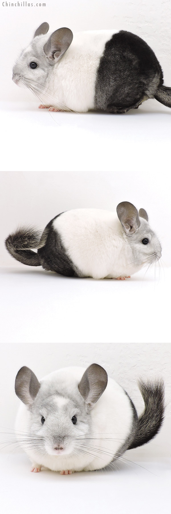 18231 Large Premium Production Quality Extreme Ebony and White Mosaic Female Chinchilla