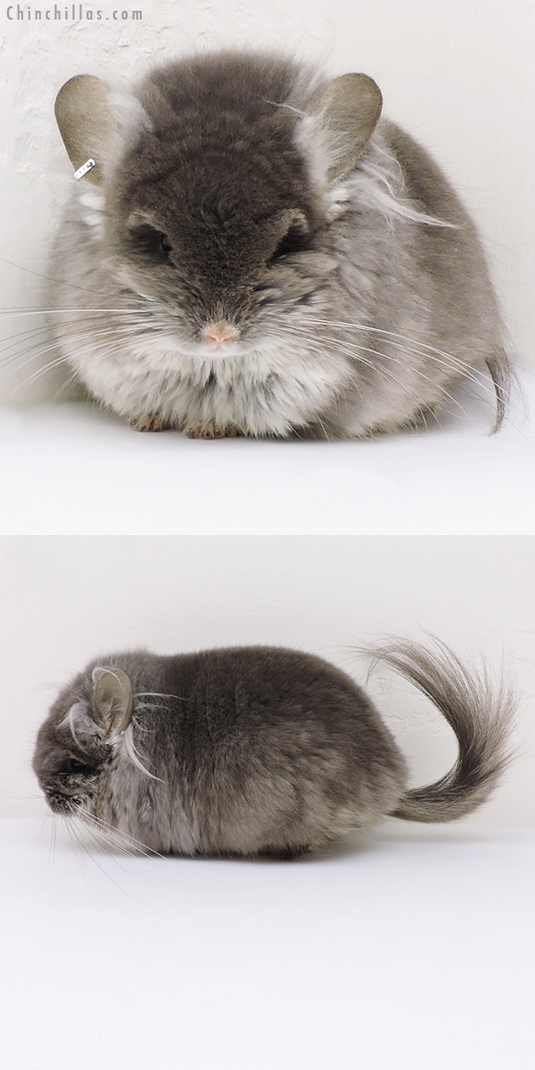 18241 Large Exceptional TOV Violet G2  Royal Persian Angora Male Chinchilla