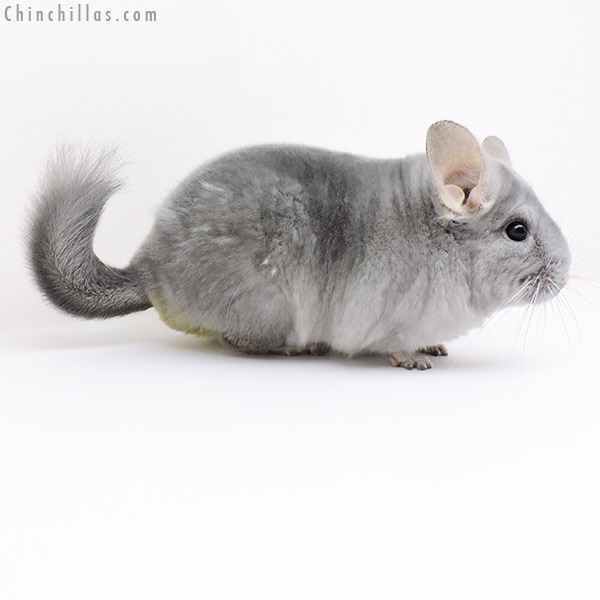 18237 Premium Production Quality Blue Diamond ( Ebony Carrier ) Female Chinchilla