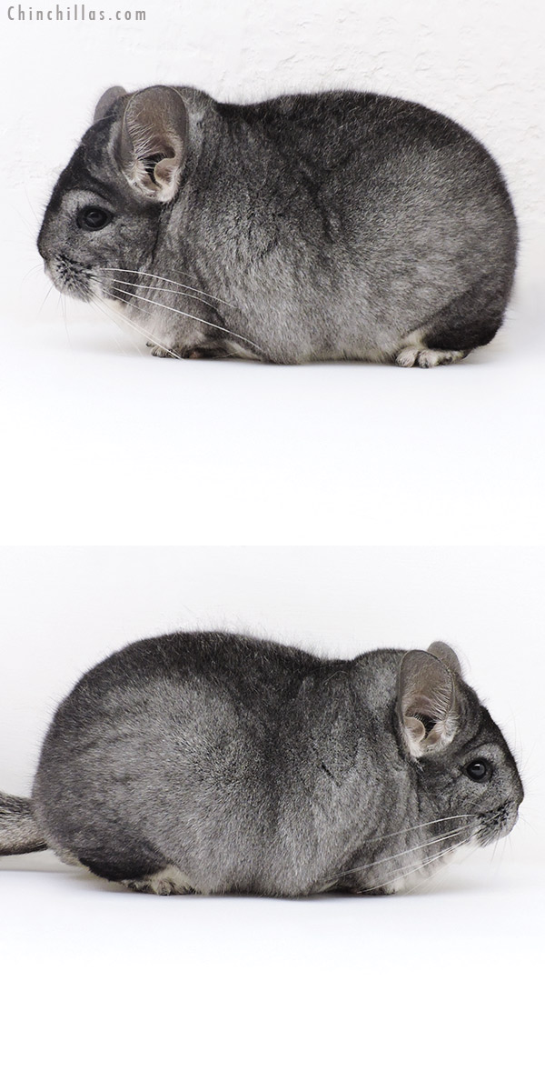 18230 Extra Large Blocky Premium Production Quality Standard Female Chinchilla