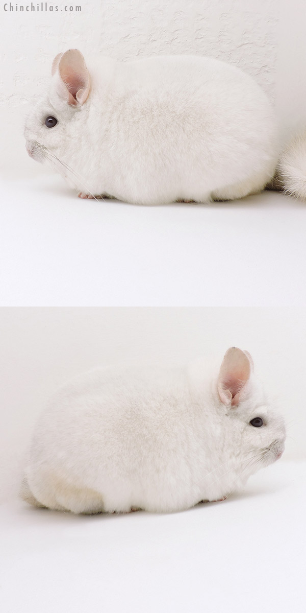 18249 Extra Large Blocky Premium Production Quality Pink White Female Chinchilla