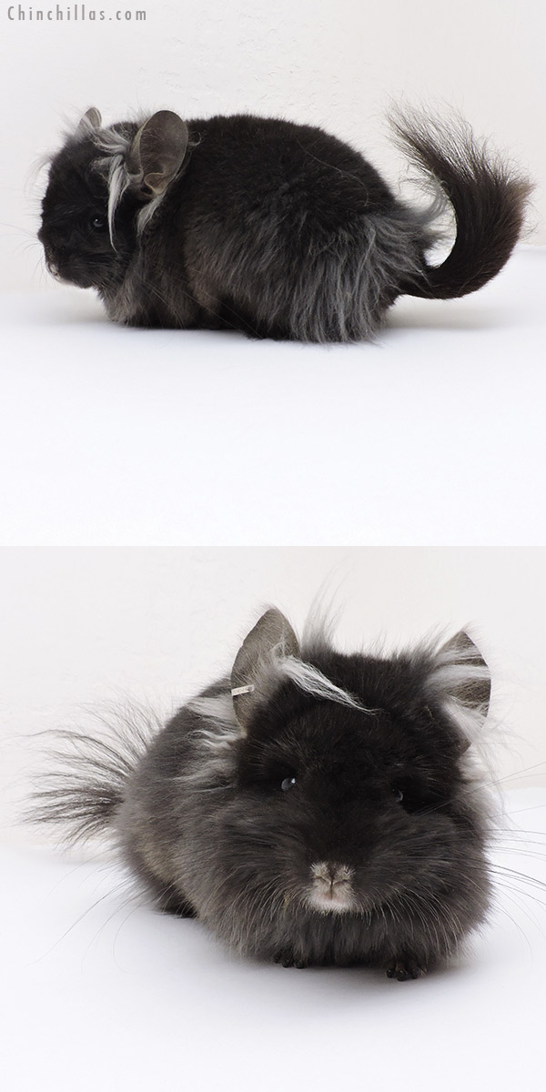 18244 Exceptional Ebony G2  Royal Persian Angora ( Locken Carrier ) Male Chinchilla