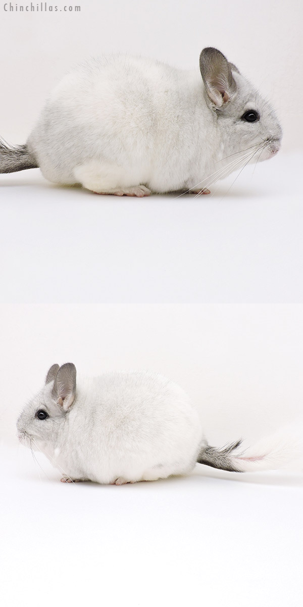 18240 Extra Large Premium Production Quality White Mosaic Female Chinchilla