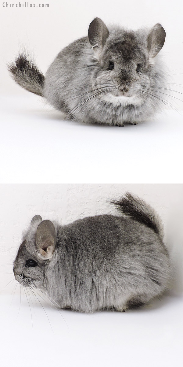 18235 Standard  Royal Persian Angora Female Chinchilla