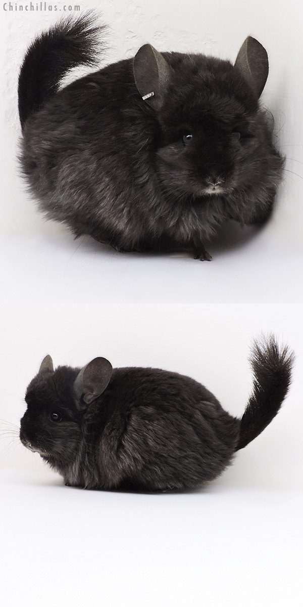 18236 Ebony  Royal Persian Angora ( Locken Carrier ) Female Chinchilla