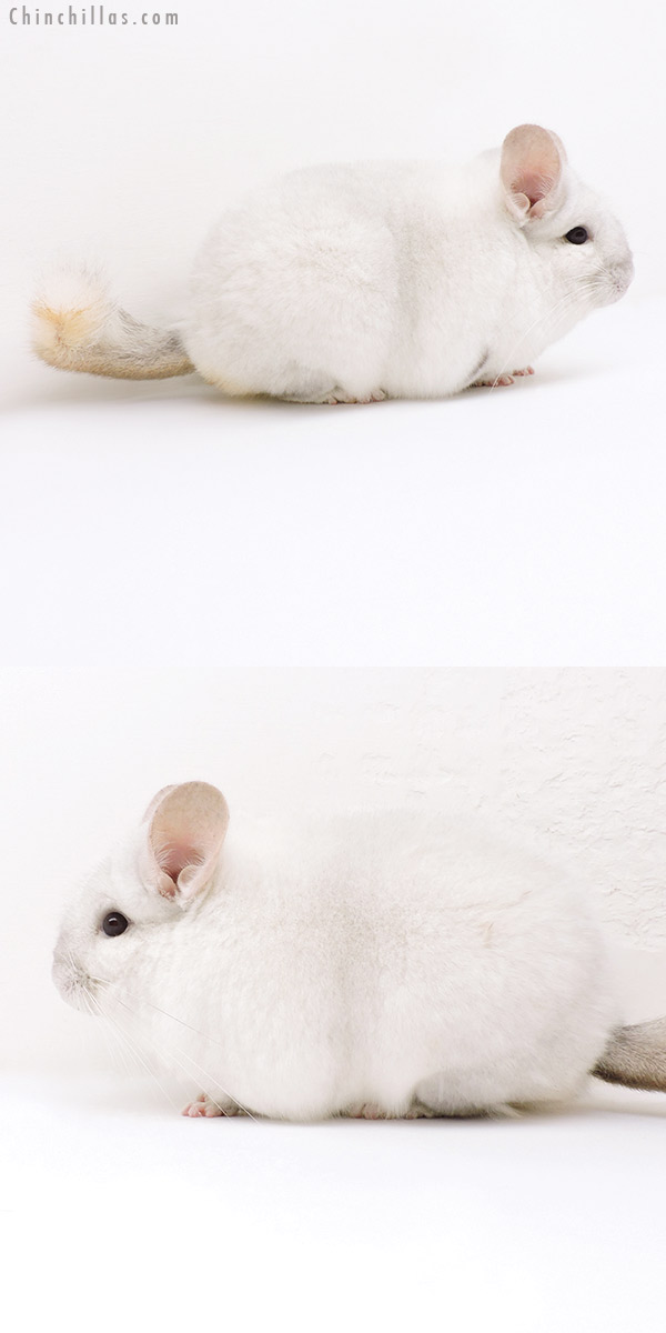 18250 Extra Large Blocky Premium Production Quality Pink White Female Chinchilla