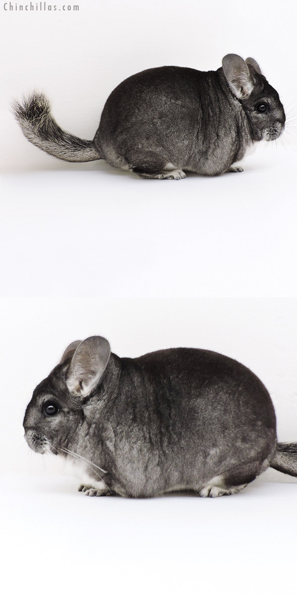 18251 Extra Large Premium Production Quality Standard Female Chinchilla