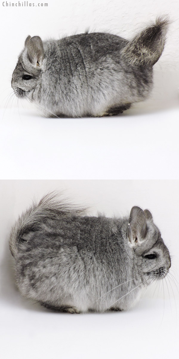 18252 Blocky Standard  Royal Persian Angora Female Chinchilla